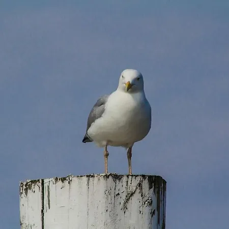 Strandstrasse Bontje Comfortable Ferienhaus