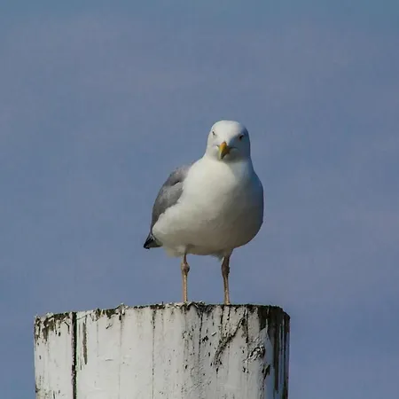 Strandstrasse Bontje Comfortable בית נופש *